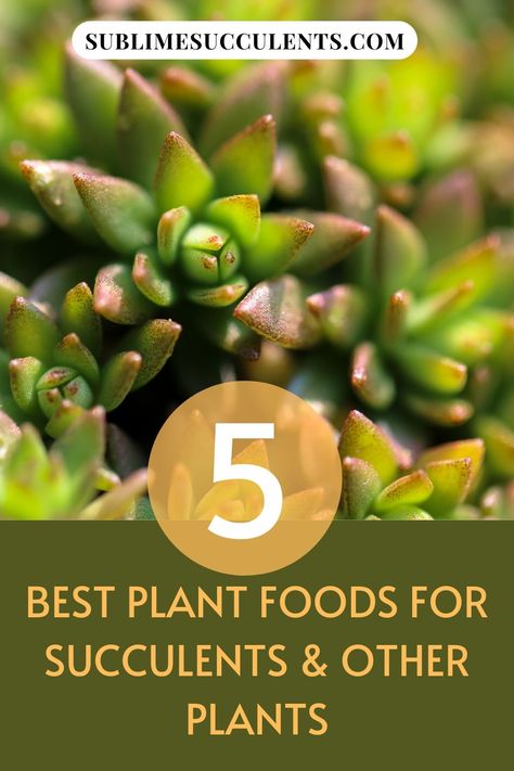 Succulent Food Diy, Outdoor Succulents, Succulent Fertilizer, Indoor Succulents, Sedum Plant, Succulent Species, Flowering Succulents, Cactus Types, Succulent Soil