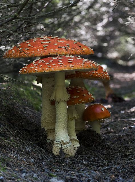 Mushroom Forest Reference, Toadstool Photography, Mushroom Close Up, Natural Forms Mushrooms, Mushroom Refrences Photos, Types Of Forests, Large Mushroom, Wings Like Eagles, Mushroom Pictures