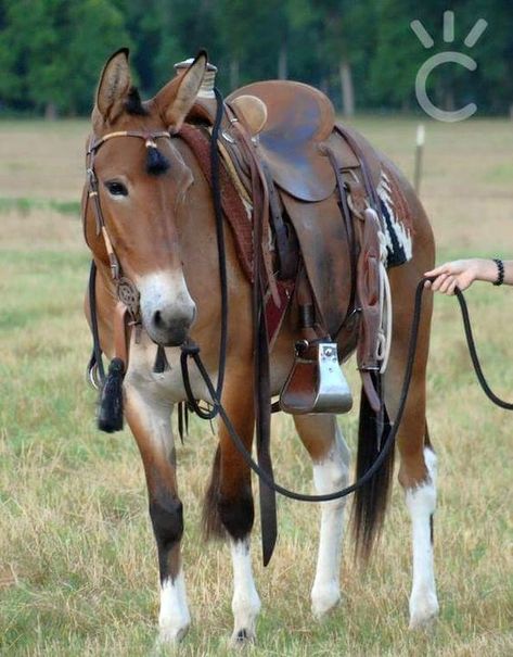 Mules Animal, Pin Pictures, Majestic Horse, Horses And Dogs, All The Pretty Horses, Horse Crazy, Clydesdale, Draft Horses, Horse Life