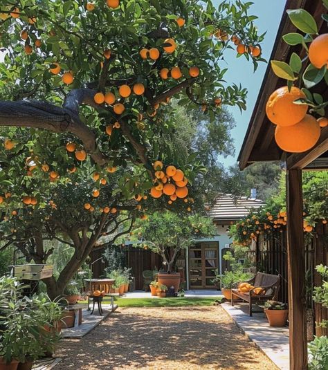 Orange Tree House, Orange Orchard, Garden Core, Mexican Bedroom, Fruit Trees Backyard, Garden Fruit Trees, Orange Farm, The Woodsman, Orchard Design