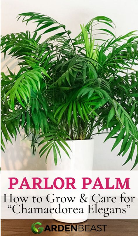 As the name suggests, the Parlor Palm is an ideal indoor plant. It is also known as the Neanthe Bella Palm or the Bamboo Palm as its multiple stems bear a striking resemblance to bamboo sticks | parlor palm care | parlor palm houseplant | parlor palm propagation #parlorpalmcaretips #parlorpalmdecor Parlor Palm Care, Neanthe Bella Palm, Palm Plant Care, Chamaedorea Elegans, Palm House Plants, Palm Plants, Bamboo Palm, Small Yellow Flowers, Parlor Palm