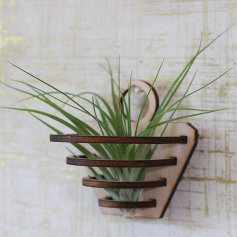 Air Plant Holder - Large Air Plant - Laser Cut Wood - Air Plant Terrarium - Hanging Terrarium Air Plant Garden, Large Air Plants, Air Plants Decor, Router Projects, Hanging Terrarium, Glowforge Ideas, Geometric Planter, Laser Cut Ideas, Plant Terrarium