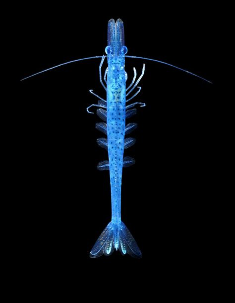 A blue shrimp that lives near the surface of the water Blue Dream Shrimp, Bioluminescence Fish, Shrimp Photography Ocean, Blue Shrimp, Transparent Fish Underwater, Blue Shrimp Aquarium, Beneath The Sea, Water Life, Underwater Creatures