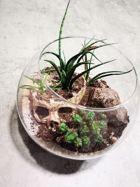 Gothic Terrarium Ideas, Skull Terrarium Diy, Horror Terrarium, Skeleton Terrarium, Goth Terrarium, Gothic Terrarium, Spooky Terrarium, Themed Terrarium, Skull Terrarium