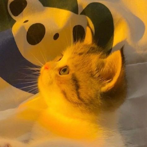 Sparkling Eyes, Cute Rats, Trash Panda, Yellow Cat, Fluffy Animals, Yellow Aesthetic, Cat Aesthetic, Aesthetic Backgrounds, Kittens Cutest