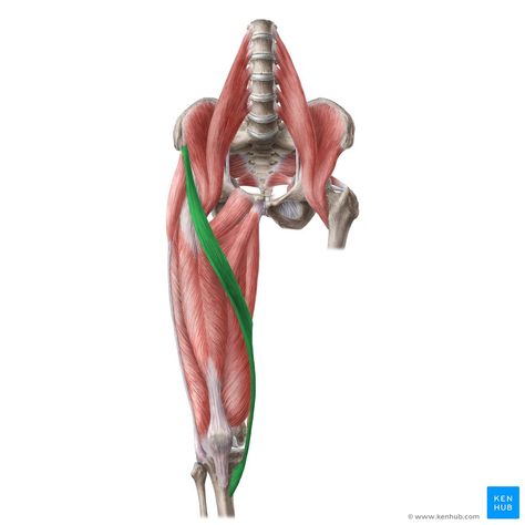 Eccentric Muscle Contraction, Vastus Medialis, Sartorius Muscle, Rectus Femoris, Manual Muscle Testing, Quadriceps Femoris, Hip Anatomy, Passive Stretching, Femoral Nerve