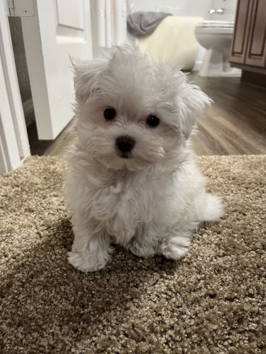 "Maltese" Puppies For Sale | Las Vegas, NV | Petzlover Cute Small White Dogs, Teacup Maltese Puppies, Mini Maltese, Cute Puppies For Sale, Maltese Breed, Puppies Maltese, Cute Fluffy Puppies, Maltese Puppies For Sale, Puppy Pics