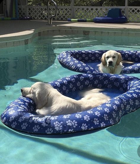 Pool Life, Swimming Pool Accessories, Dog Pool, Summer Pool Party, Dream Pools, Pool Decor, Pool Floats, Pool Time, Summer Pool