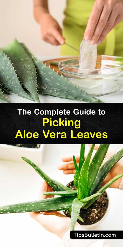 Discover when and how to harvest aloe vera leaves from an aloe vera plant and use the gel for healing sunburn. This succulent plant has many healing properties, and it’s easy to harvest-aloe with a sharp knife and use the cut end to treat minor burns. #harvest #aloevera Aloe Vera Harvesting, How To Harvest Aloe Vera, Fresh Aloe Vera Uses, Grow Aloe Vera From Leaf, Harvesting Aloe Vera Plant, Caring For Aloe Vera Plant, How To Harvest Aloe Vera Plant, Harvesting Aloe, Aloe Vera Plant Falling Over