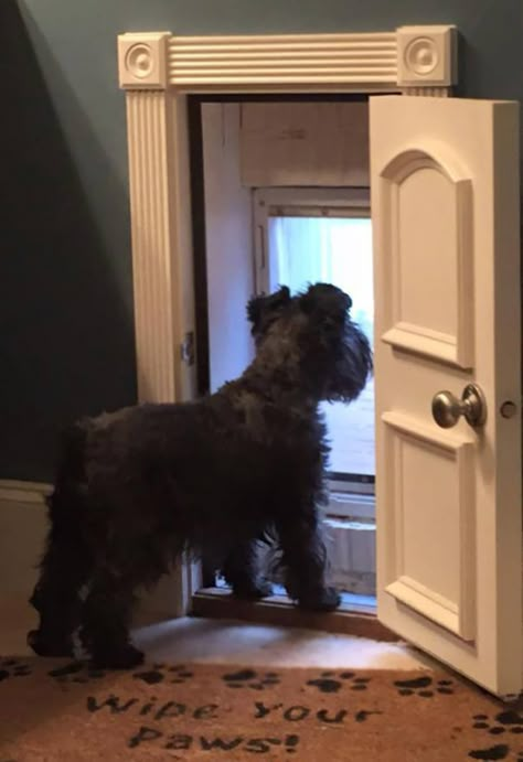 My Baby Bailey Marie Wishing The Rain Would Stop So She Can Use Her New Dog Door Doggy Door, Cairn Terriers, Dog Rooms, Dog Door, Pet Ideas, Dog Houses, Pet Stuff, Diy Dog Stuff, Dog House