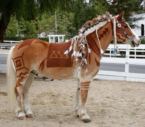 Horse Braiding, Haflinger Horse, Horse Clipping, Filmy Vintage, Cute Horse Pictures, Horse Costumes, Funny Horses, Cool Animals, Pretty Animals