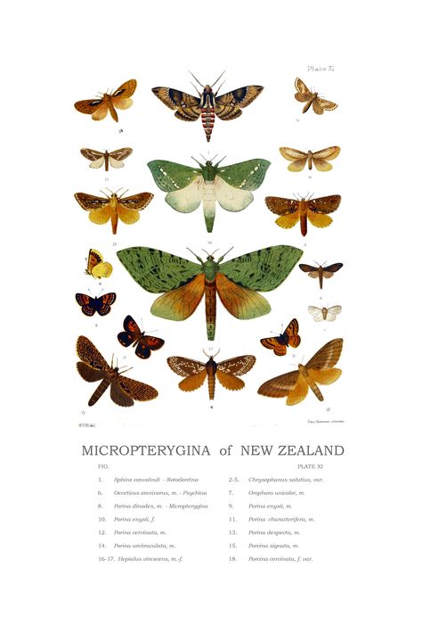 New Zealand Moths Nz Butterflies, Puriri Moth, New Zealand Wildlife, Family Tree Quilt, Butterfly Inspiration, Beautiful Insects, Moths And Butterflies, Color Plate, 90s Teen