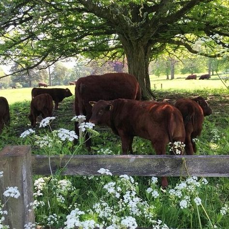 sunbathe: “https://www.instagram.com/p/29CrTiA84u/ ” | Farm life, Farm animals, Future farms Cute Farm Aesthetic, Hobby Farm Aesthetic, Simple Farm Life, Irish Farm, Iron Farm, Farm Core, Farm Aesthetic, Edge Of The Forest, Four Cats