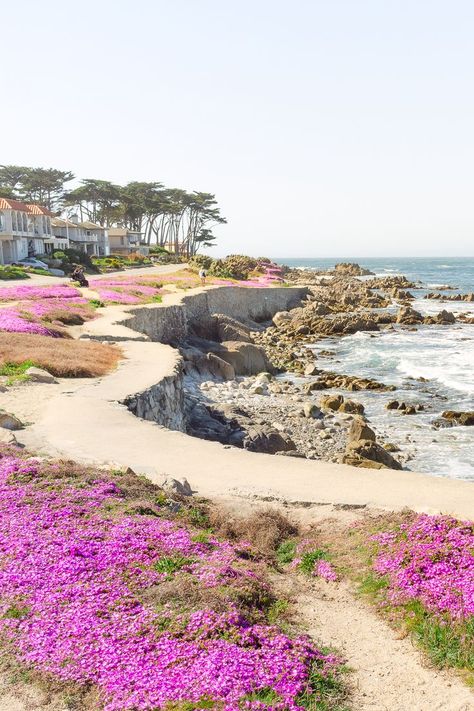 A "magic purple carpet" of ice plants blooms every Spring in Pacific Grove next to the stunning California coast. A must see part of your day trip to the Monterey Peninsula, Carmel, Big Sur and San Francisco Bay Area! Read more about where and when to see them! #california #monterey #bigsur #flowerfields #spring Things to do in California, California highway 1 road trip, California travel, most beautiful places in California Monterey California Photography, California Monterey, Magic Purple, Goals 2024, Monterey Peninsula, Purple Carpet, Amazing Scenery, Places In California, Monterey Bay Aquarium