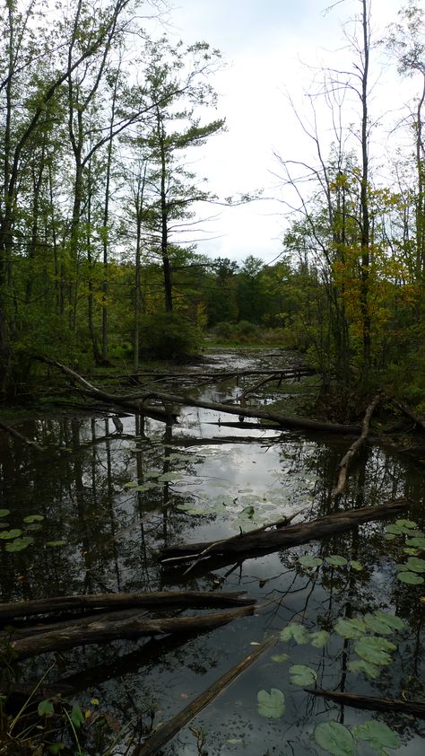 Upstate NY bog Bog Witch Aesthetic, Bog Aesthetic, Bog Witch, Cranberry Bog, Halloween Diorama, Traditional Witchcraft, Landscape Elements, Witchy Wallpaper, Visual Aesthetics