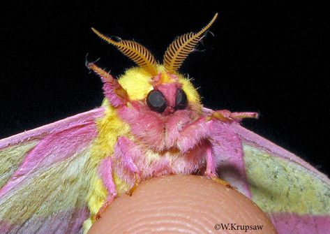 Mother nature is bringing banana-strawberry milkshake moth energy / Twitter Venezuelan Poodle Moth, Poodle Moth, Maple Moth, Pink Moth, Rosy Maple Moth, Cute Moth, Moth Art, Cool Bugs, Moth Tattoo