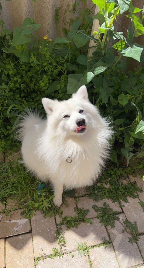 Japanese Spitz Aesthetic, Japanese Spitz Puppy, Japanese Spitz Dog, Service Dogs Breeds, Asian Dogs, Spitz Breeds, Spitz Dog, Medicine Snaps, Mt Bike