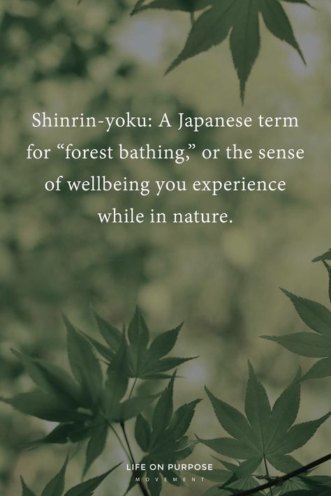 shinrin-yoku... forest bathing. Komorebi Tattoo, Forest Quotes, Forest Therapy, Nature Connection, Tree Quotes, Shinrin Yoku, Hotel Ideas, Nature Words, Unique Words Definitions