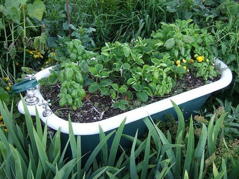 Raised Herb Garden, Garden Bathtub, Yard Oasis, Fall Gardening, Country Things, Herb Gardens, Home Grown Vegetables, Recycled Garden, Cabbages