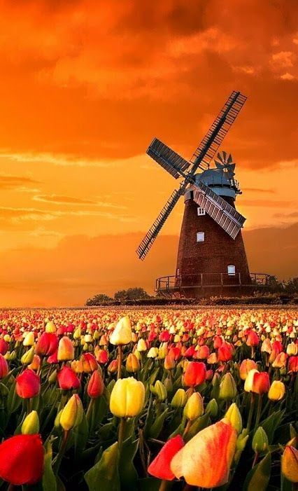 Amsterdam Tourist Attractions, Windmill Images, Amsterdam Attractions, Holland Windmills, Old Windmills, Dutch Windmills, Scenic Photography, Airbrush Art, Alam Yang Indah