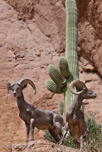 Desert Bighorn Rams saguaro | Two Male Desert Bighorn Rams, … | Flickr Ranch Vacation, Succulent Flowers, Big Horn Sheep, Wine Vineyards, Superstition Mountains, Desert Animals, Desert Life, Mule Deer, Vacation House