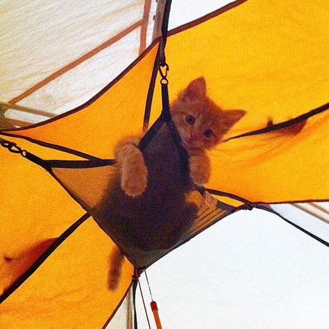 ��“Camping With Cats” Instagram Will Inspire You To Go Hiking With Your Cat Cats Camping, Tent Picture, Camping With Cats, Adventure Cat, Fluffy Kittens, Ginger Cat, Cat Travel, Cat Tags, Go Hiking