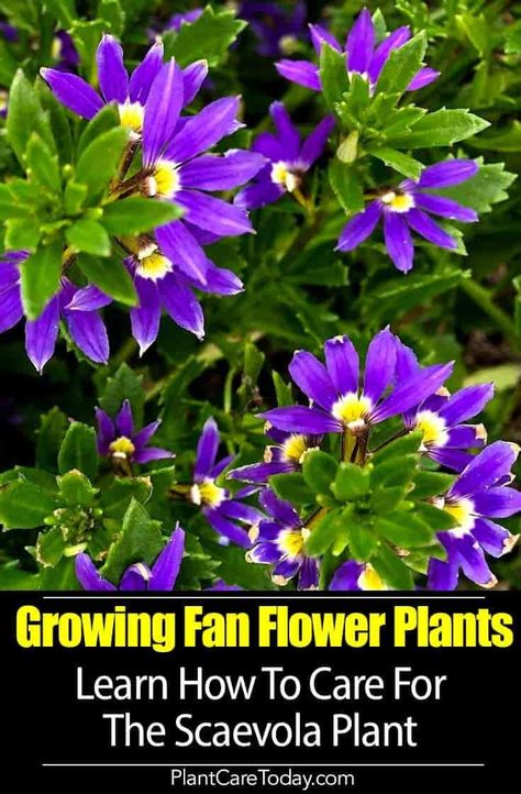 Scaevola plants (fairy fan flower) light green leaves with slightly toothed edges, flowers are half-circle shaped, usually blue, low-maintenance [DETAILS] Front Yard Flower Bed, Garden Front Yard, Herb Wreath, Fan Flower, Plant Shopping, Tattoo Plant, Gardening Inspiration, Plants For Hanging Baskets, Plant Problems