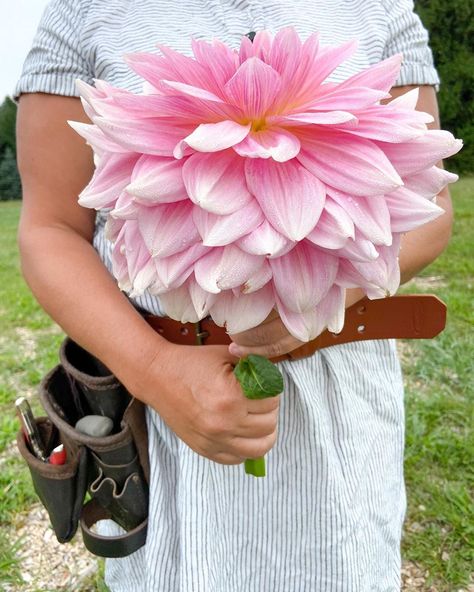 Four Acre Farm on Instagram: “Fairway Pilot is the name of this giant dinnerplate dahlia. It is by far the largest bloom I’ve grown! #dinnerplatedahlia #flowerfarm…” Tall Dahlias, Large Dahlia Arrangement, Jowey Winnie Dahlia, Dinnerplate Dahlia, Dahlia Bishop Of Llandaff, Giant Dahlia, Dahlia Flower, Flower Farm, Dahlia