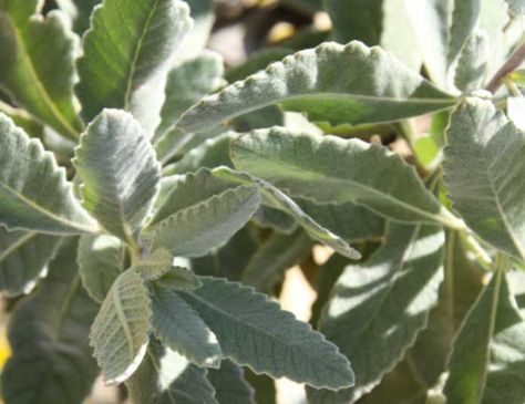 Yerba Santa Yerba Santa Smudge Benefits, Yerba Santa Benefits, Yerba Mate Magical Properties, Mimosa Tree Medicinal, Yerba Santa, California Native Plants, Yerba Mate, Respiratory, Medicinal Plants