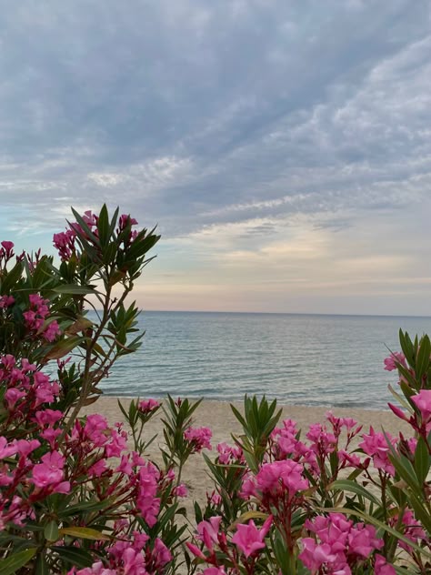 #summer #seaside #view Flowers By The Beach, Beach With Flowers, Seaside Flowers, Spring Ocean, Seaside Aesthetic, Beach Sunset Photography, England Beaches, Ocean Aesthetic, Sea Side