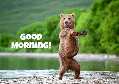 Good Morning Bear Gif, Good Morning Bear, Bear Good Morning, Funny Good Morning Pics, Good Morning Gif Funny, Monkey Gif, Good Morning Pics, Funny Good Morning, Bear Gif