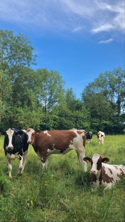 Cattle Aesthetic, Cows Aesthetic, Farm With Animals, Cattle Farm, Mini Cows, Dairy Cattle, Future Farms, Farm Lifestyle, Animals Farm