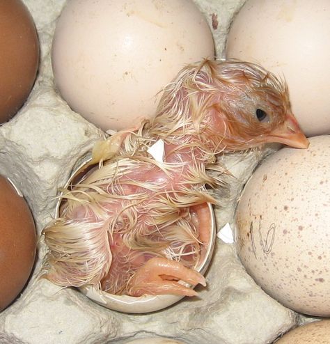 Your poultry can't get any more fresh than this still wet baby chicken coming out of its egg shell. It beat all its brothers and sisters:) "Hatching chick - Peaceful Valley Farm" Poems About Birds, Chick Hatching From Egg, Life Cycle Of A Chicken, Three French Hens, Paintings Black And White, French Hens, Hatching Chicks, Baby Chickens, Doodle Inspiration