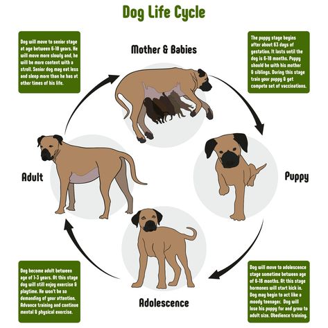 How Long Do Dogs Live? Explaining the Life Expectancy of Dogs Female Pitbull, Best Dry Dog Food, Puppy Stages, Animal Life Cycles, Puppy Food, Training Your Puppy, Senior Dog, Baby Puppies, Dog Health