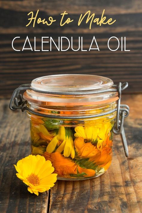 How to make calendula infused oil. Learn about the natural skin care benefits of calendula and how to make calendula oil using both the warm infusion method and the solar infusion method. Along with ways to use calendula infused oil including a homemade calendula soap recipe for a cold process soap you can make from scratch for problem skin. Calendula oil is perfect for acne prone skin, dry skin and eczema and can help promote skin healing as well as fight the signs of aging. Calendula Oil Benefits, Infused Coconut Oil, Calendula Salve, Herbal Health, Salve Recipes, Cold Process Soap Recipes, Homemade Deodorant, Healing Recipes, Diy Shampoo