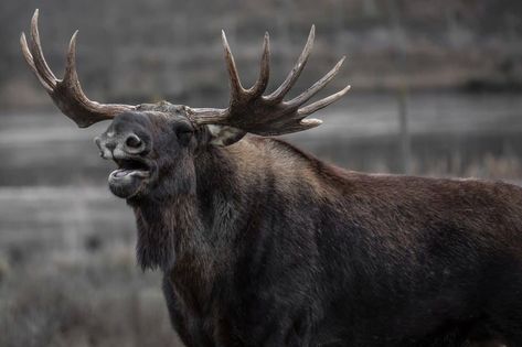 If you’ve ever witnessed a moose live with your eyes, you were most probably impressed by its appearance. It’s such an elegant and unique animal that signifies pride, strength, and self-esteem. It offers such an Alaskan Moose, Deer Species, Bull Moose, Bull Elk, Square Canvas, Animals Of The World, Beautiful Textures, Zeppelin, The Beatles