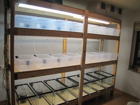 Desse preço Guppy Breeding Setup, Fish Breeding Setup, Betta Breeding Setup, Fish Room Ideas, Aquarium Rack, Fish Rack, Guppy Breeding, Betta Breeding, Saltwater Aquarium Setup