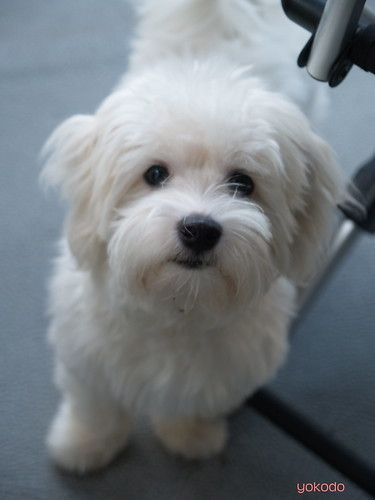 Coton De Tulear Haircut, Coton De Tulear Puppy, Coton De Tulear Dogs, Bichon Havanais, Every Dog Breed, Puppy Cut, Dog Haircuts, Maltipoo Puppy, Coton De Tulear