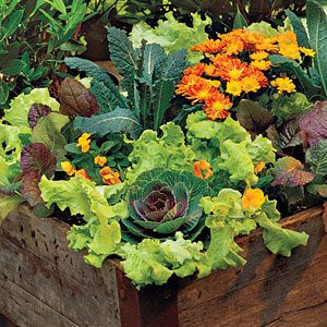 Growing your own lettuce is easy! Try these tips for how to grow lettuce indoors or outdoors. Flowers 2023, Container Gardening Ideas, Growing Lettuce, Fall Vegetables, Edible Landscaping, Have Inspiration, Garden Containers, Veggie Garden, Edible Garden