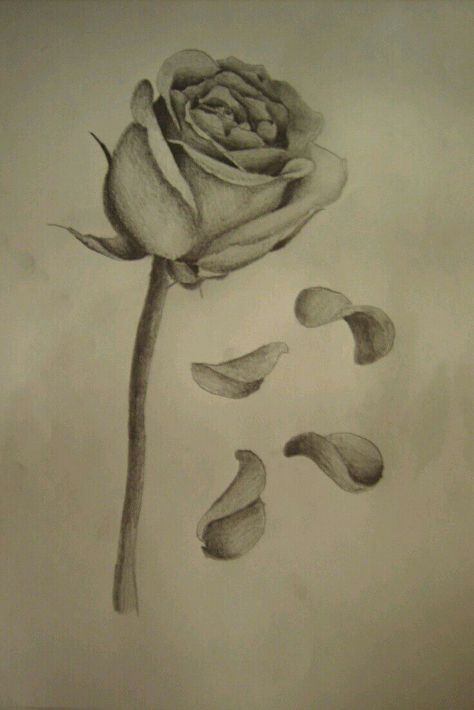 The Baker - Chapter 11: Touched - Wattpad Rose Petals Drawing, Rose Falling, Petals Tattoo, Memorial Tattoos Mom, Rose Petals Falling, Single Rose Tattoos, Rose Tattoo Meaning, Falling Petals, Rose Drawing Tattoo