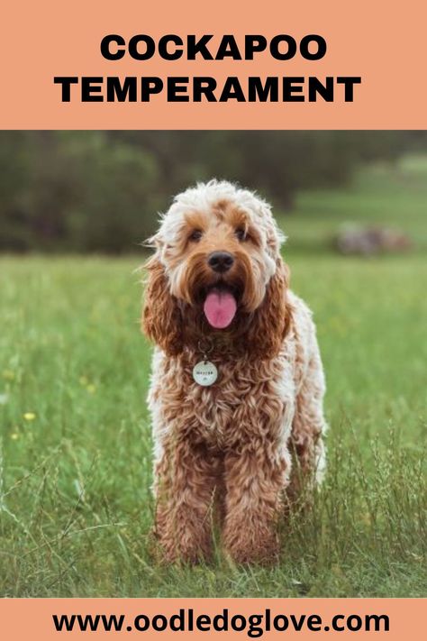 A guide to the temperament of Cockapoos, a hybrid breed of dog created by crossing a Cocker Spaniel with a Poodle. The guide provides an overview of the general characteristics of Cockapoos, including their intelligence, sociability, and energy levels. It also covers topics such as common behavior issues and training tips to help owners better understand and care for their Cockapoo. Cockerpoo Full Grown, Cockapoo Full Grown, Cockapoo Apricot, Cocker Spaniel Poodle Mix, Mini Cockapoo, Red Cockapoo, Dog Fencing, Cocker Spaniel Poodle, Puppy Formula