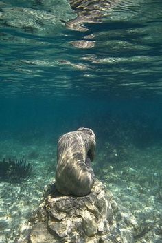 Jason deCaires Taylor, No Turning Back, Mexico Jason Decaires Taylor, Ocean Bathroom, Underwater Sculpture, Arte Inspo, Ethereal Art, Sculptures & Statues, Nature Aesthetic, Pretty Places, Art Sculpture