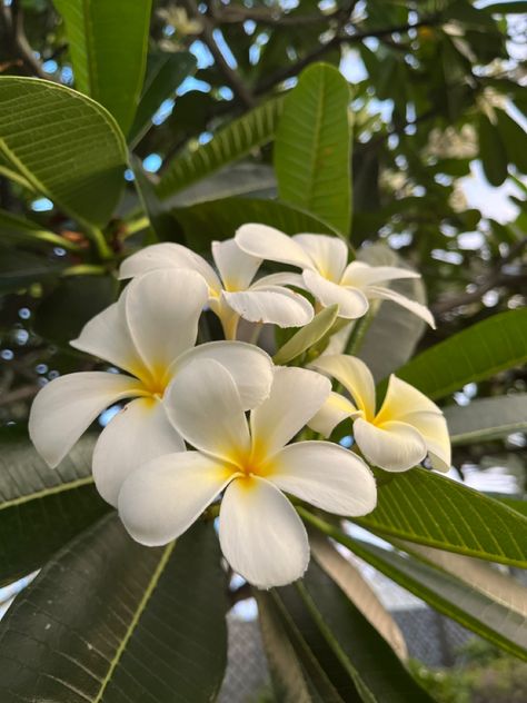 Vsco pretty yellow white plumeria flower hawaii summer green beach Beach Plants Aesthetic, White And Yellow Flowers Aesthetic, Hawaii Flower Aesthetic, Plumeria Flowers Aesthetic, Green Beach Aesthetic, Plumeria Aesthetic, Green Aesthetic Beach, Hibiscus Flower White, White Plumeria Flowers