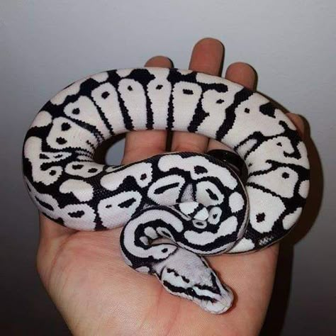 Python Royal, Cool Snakes, Pretty Snakes, Ball Python Morphs, Cute Snake, Cute Reptiles, Pet Snake, Beautiful Snakes, Reptile Snakes