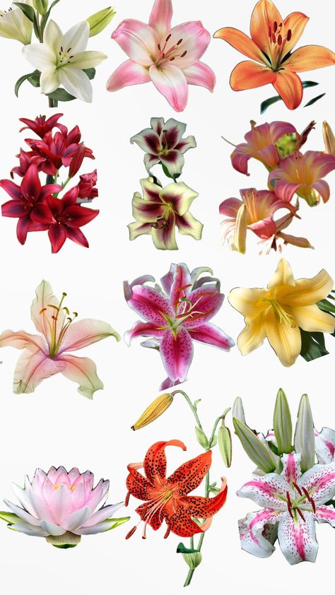 Lily flower💞 Lily Flower Colors, Bell Lillies, Different Lily Flowers, Lilys Aesthetic Flower, Paper Flowers Lily, Types Of Lily Flowers, Tigerlily Flower, Lily Flower Photography, Lillie Flower