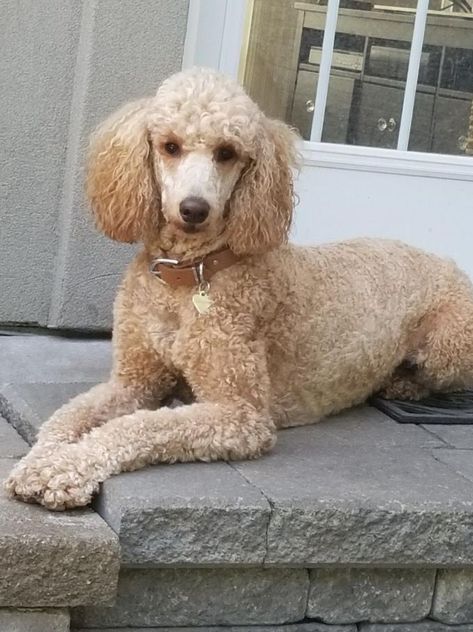 Oct 5, 2017 - This Pin was discovered by Alyssa Jones. Discover (and save!) your own Pins on Pinterest Poodle Fursona, Short Poodle Haircut, Standard Poodle Haircut Styles, Standard Poodle Grooming, Douglas Dog, Standard Poodle Haircuts, Poodle Haircuts, Poodle Hair, Poodle Haircut