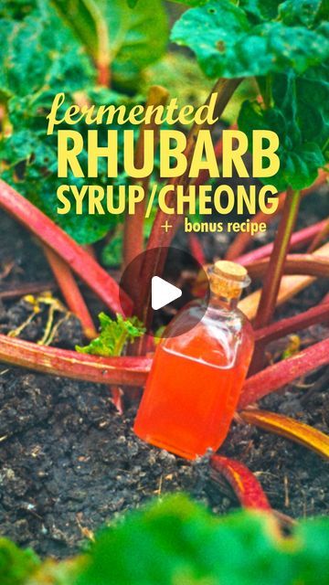 Sam Cooper on Instagram: "Fermented Rhubarb Syrup / Cheong (청) 
3 Recipes in 1 Post

Celebrated as a delicious cordial for tea, cookery, and condiments, in this version we purposefully push the recipe into fermentation to make a bottle of rhubarb extract. Cheong is also said to help ward off the common cold and minor illnesses as an alternative medicine. Am I qualified to give such advice? Hell no. But it tastes great and placebo is a powerful tool, so why not give it a go?

Full Recipe:
400g rhubarb
400g sugar or honey
500ml jar

1. Wash and cut the rhubarb into equal sized pieces, then add to a clean jar with the same weight in sugar or honey. What makes this ferment safe is the use of acidic ingredients and daily shaking to disturb the surface of the liquid.

2. Let the sugar dissolve i Rhubarb Cordial Recipe, Rhubarb Mead Recipe, Rhubarb Concentrate, Rhubarb Liqueur Recipes, Rhubarb Shrub, Fermented Rhubarb, Rhubarb Cordial, Cordial Recipe, Rhubarb Syrup