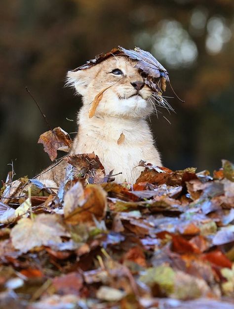 Lion cub playing in a pile of leaves. Lion Cubs, Lion Cub, Lion