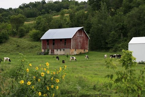 A Wisconsin dairy farm near Arcadia in Trempealeau County. I was driving about 60 mph and decided that this was worth capturing, so I turned around and went back. Glad I did.  WARNING: all rights reserved by Jon Wason Barn Pictures, Country Barns, Farm Living, Barns Sheds, Dairy Farm, Farm Houses, Farm Scene, Farms Living, Country Scenes