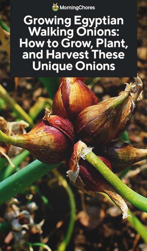 Growing Egyptian Walking Onions: How to Plant, Grow, and Harvest These Unique Onions Walking Onions, Home Made Fertilizer, Vegetable Benefits, Planting Onions, Perennial Vegetables, Garden Veggies, Veg Garden, Food Forest, Food Garden